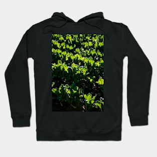 Kale light Hoodie